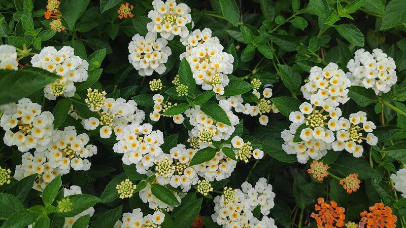 ランタナの花