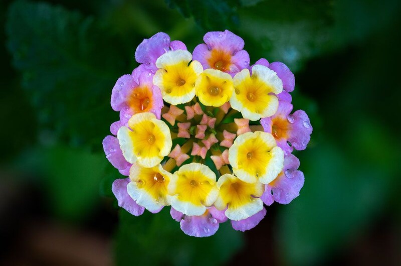 ランタナの花言葉