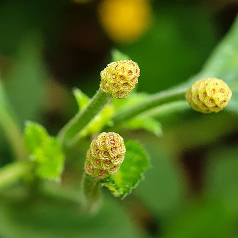 ランタナの花殻摘み
