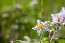星形の花が咲く危険な雑草！ 身近なこの野草の名前は？【Let’s Try! 植物クイズ】