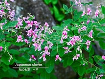 【秋の七草】ハギ（萩）の育て方・剪定のコツ！ 初心者でも失敗しない栽培ポイントや種類も解説