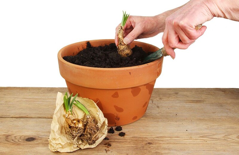 球根の植え付け
