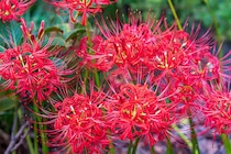 「今から植えるの？」秋の庭を劇的に華やかにする「夏植え球根」とは？