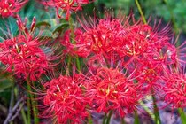 「今から植えるの？」秋の庭を劇的に華やかにする「夏植え球根」とは？