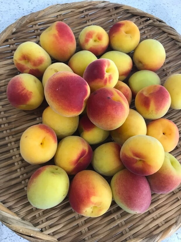 母の認知症介護日記/ワフウフ