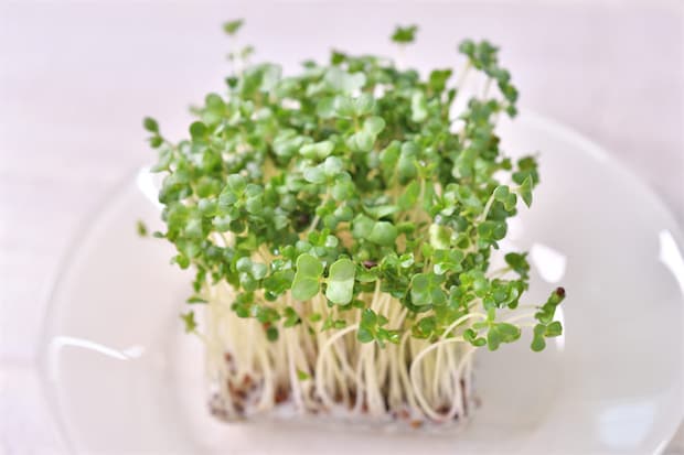 【青髪のテツ】ブロッコリースプラウトは「刻んで放置」が正解！話題の栄養成分を最大限に引き出す裏ワザ