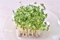 【青髪のテツ】ブロッコリースプラウトは「刻んで放置」が正解！話題の栄養成分を最大限に引き出す裏ワザ