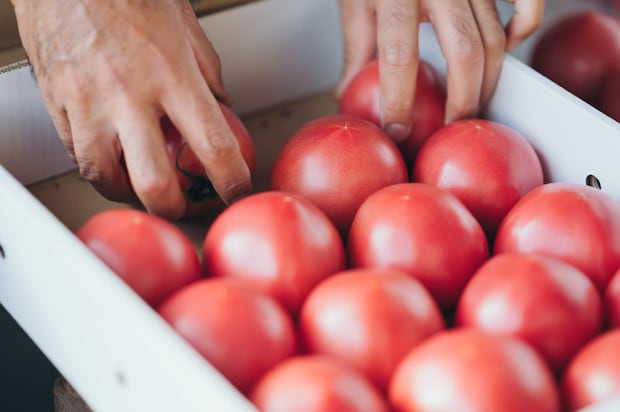 箱に詰められていくトマトたち