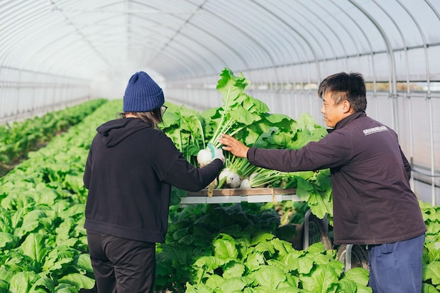 白カブを収穫する柴田さん夫妻