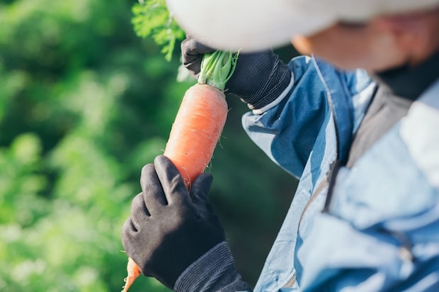 こだわりのニンジン