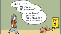 【完全一致】シラを切る達人だった愛犬の思い出…うちの誰かさんとそっくりそのままだった話【momoの漫画】