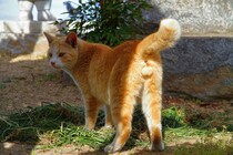 キラキラ輝く猫さまの曲線美…見よ、これが太陽系に輝く“にゃんたま”だ！（芳澤ルミ子）