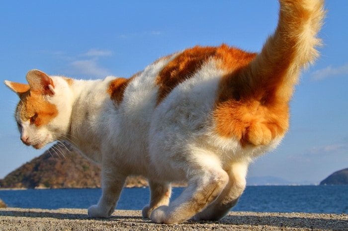 “にゃんたま”の不敵な笑みにノックダウン！「キミはどう撮るのかな？」（芳澤ルミ子）