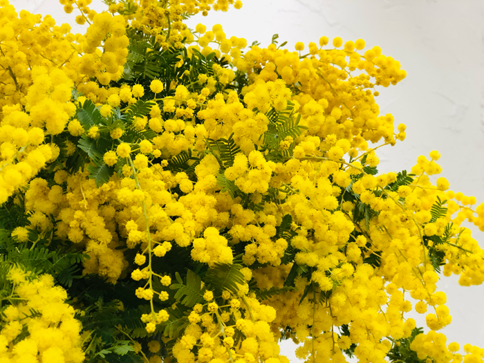 失敗ばかりの「ミモザの鉢植え」、成功の秘訣は“マニュアル外”の育て方にあり? 4年目で気づいたコツ