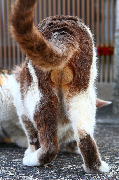 神聖なる“にゃんたま”様、願いを叶えて…!「世界中のネコ様が幸福でありますように」(芳澤ルミ子)