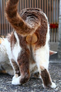 神聖なる“にゃんたま”様、願いを叶えて…！「世界中のネコ様が幸福でありますように」（芳澤ルミ子）