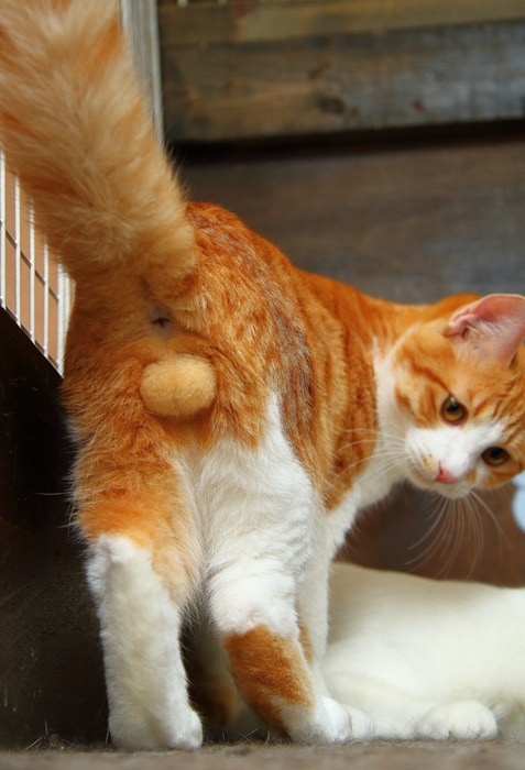 神様ありがとう…!ふわふわ“にゃんたま”が可愛すぎて感謝するレベル。猫は人類を癒す(芳澤ルミ子)