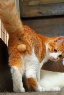 神様ありがとう…！ふわふわ“にゃんたま”が可愛すぎて感謝するレベル。猫は人類を癒す（芳澤ルミ子）