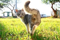 “モデル級”美猫の大胆ポーズもにドキッ。クールな見返りにゃんたまも♡ 幸せあふれる9連発