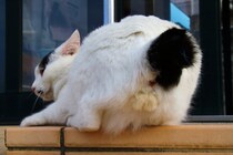 イカ耳で警戒中！ まあるい尻尾の“にゃんたま”先生、相変わらずキュートだね♡（芳澤ルミ子）