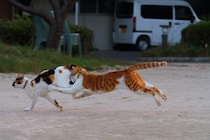 恋する“にゃんたま”、全力ダッシュ！ 気持ちがあふれて思わずピョン♪（芳澤ルミ子）