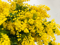 失敗ばかりの「ミモザの鉢植え」、成功の秘訣は“マニュアル外”の育て方にあり？ 4年目で気づいたコツ