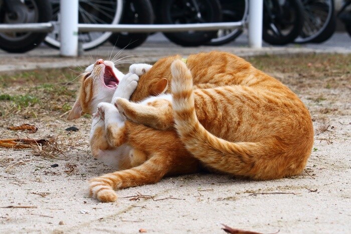 “にゃんたま”王者決定戦! プロレスの決め手はポロリ? 会場のボルテージも最高潮♪(芳澤ルミ子)