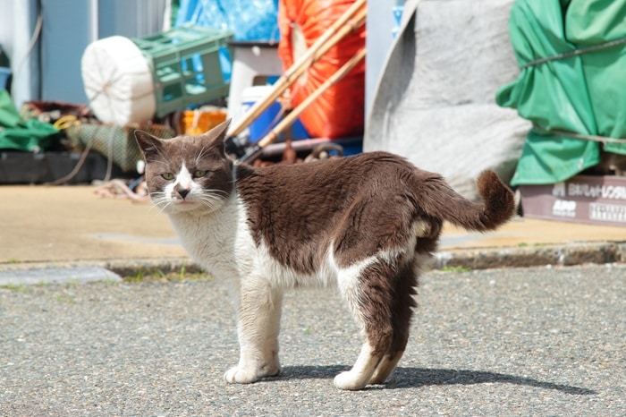 “にゃんたま”ホストクラブへようこそ!魅惑のハチワレグレイに堕ちちゃいそう♡(芳澤ルミ子)