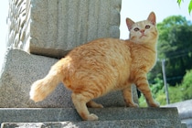 スター猫ににゃんたま総長まで。個性的なモフモフが大集合！ 秋に愛でたい8連発♡