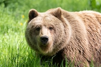 【芸能クイズ】2025年「今年の漢字」は熊！ クマは訓読み、では“音読み”では何と読む？