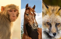 【表現クイズ】江戸時代の“生理用品”、別名は「猿、馬、狐」どれでしょう（難易度★★★★★☆）