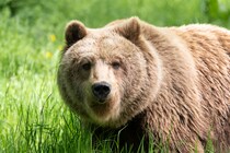 【芸能クイズ】2025年「今年の漢字」は熊！ クマは訓読み、では“音読み”では何と読む？