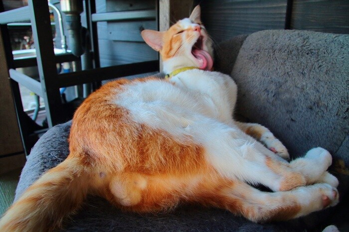 しなやかな神の魅力…“にゃんたま”のヒミツはお手入れと恋のパワー♡（芳澤ルミ子）