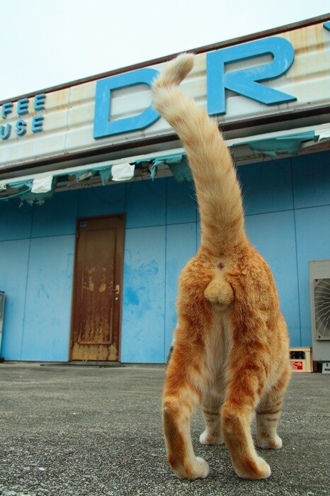 早く会いたいニャン♡ “にゃんたま”君、ママをお店の前で待ってるの