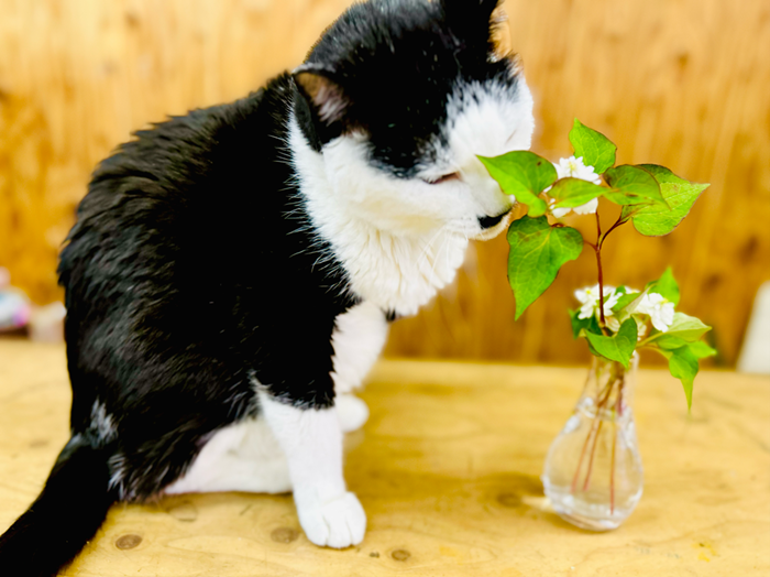 【2025年人気記事】ひぇぇ~! 恐るべき「ドクダミ」の繁殖力、引っこ抜くのは絶対NG。罪悪感もお金もかけない除去方法は?