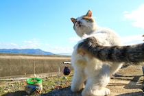 あけましておめでたま！今年も猫の最高傑作“にゃんたま”を見せつけます♡（芳澤ルミ子）