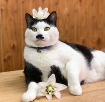 2026年「丙午」の開運法は楽チンよ♡ 飾るだけで幸運になる４つの花