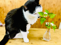 ひぇぇ～！ 恐るべき「ドクダミ」の繁殖力、引っこ抜くのは絶対NG。罪悪感もお金もかけない除去方法は？