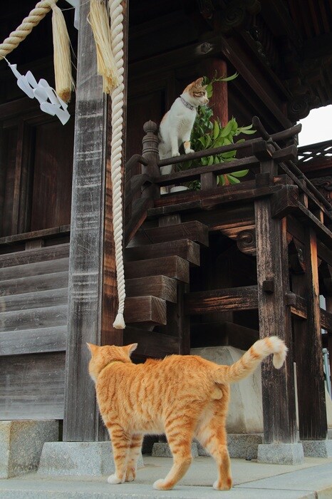 “にゃんたま様”が運気をブースト！福の神の最強パワースポットが爆誕♪（芳澤ルミ子）