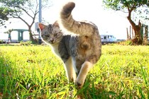 “モデル級”美猫の大胆ポーズもにドキッ。クールな見返りにゃんたまも♡ 幸せあふれる9連発