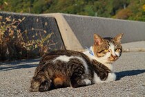 神たま猫のご利益ください！ 開運“にゃんたま”を擦って運気を爆上げ♡
