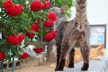 アイドル級の美猫から癒しのモフモフ猫まで♡ “にゃんたま”ほっこりショット8連発！（芳澤ルミ子）