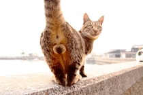 にゃんたま様が宇宙と交信？ まん丸“神たま”にはエネルギーが詰まってる♡（芳澤ルミ子）