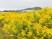 花粉症の敵“ブタクサ”と間違えないで！「黄色い悪者」が秘めた意外なパワー。実は身体や美容の味方？