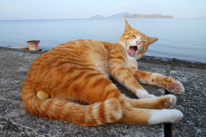 おじさんが焼いたお魚、最高ニャン♡ 漂う匂いをクンクン…“にゃんたま”君の幸せ【芳澤ルミ子】