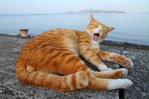 おじさんが焼いたお魚、最高ニャン♡ 漂う匂いをクンクン…“にゃんたま”君の幸せ【芳澤ルミ子】