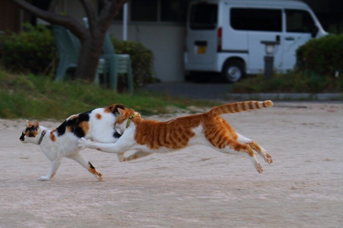 推しはどの“にゃんたま”？ホスト猫からアイドル猫までメロい神ショット8連発♡（芳澤ルミ子）