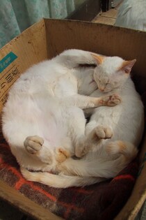 カワイイが大渋滞！ “にゃんたま”の無防備な寝相、ポンポン尻尾…9連発に癒されて♡