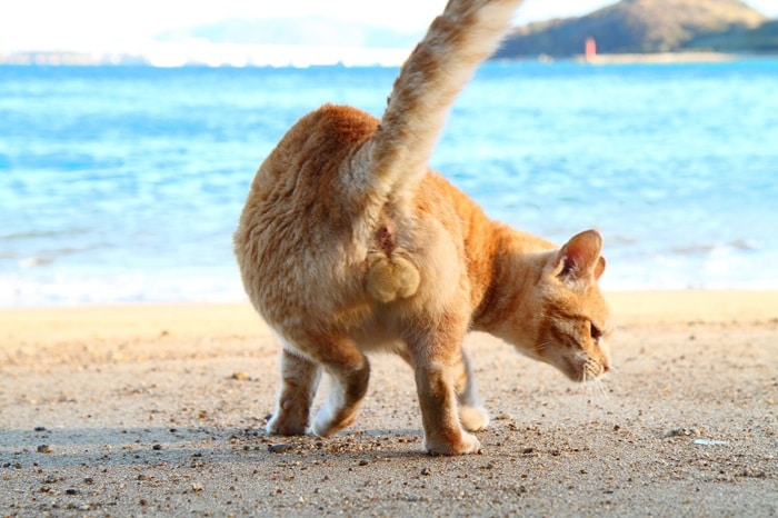 ビーチに“神にゃんたま”が降臨！ 波もファンファーレで祝福してる？（芳澤ルミ子）