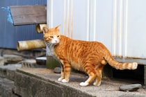 白ソックスがもう完璧！美少年“にゃんたま”の鈴カステラωにうっとり（芳澤ルミ子）